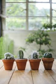 How to care for indoor cacti. Caring For Cactus Golden Rules Cactus House Plants Small Cactus Plants Cactus Care