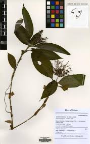 Image result for Aneilema beniniense