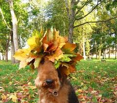 Advertise, sell, buy and rehome airedale terrier dogs and puppies with pets4homes Airedale Terrier Puppies Scotland Pets Lovers