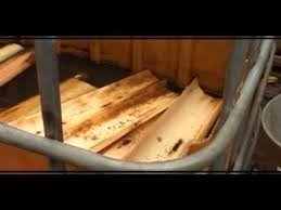 Ternak atau budidaya belut di jaman sekarang sangat mudah dan simpel broo.tonton video ini saja sampai selesai dan jangan. 11 95 Mb Wow Ternak Belut Di Ember Sederhana Namun Hasil Melimpah Download Lagu Mp3 Gratis Mp3 Dragon