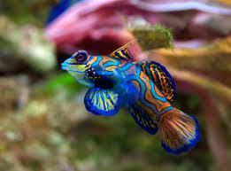 Check spelling or type a new query. 7 Most Exotic Species For Your Saltwater Aquarium
