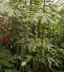 Image result for Anchomanes