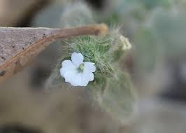 Image result for Nelsonia