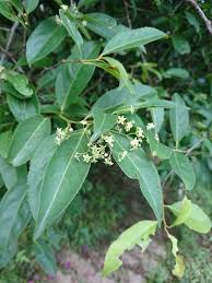 Image result for Gymnosporia glaucophylla