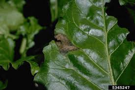 Maybe you would like to learn more about one of these? Beet Diseases And Pests Description Uses Propagation