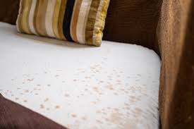 But if you discover worse mold damage or more severe strains, such as black mold, you'l. How To Clean Up Mold On Sofa Updated Singapore Carpet Cleaning