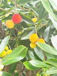 Mendocino County Today: Saturday, Sept. 17, 2022