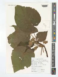 Image result for Dombeya torrida