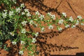 Image result for Selago dinteri