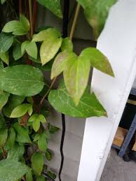 This started at the top of the tree this spring and the whole tree is now infected. Ask Extension