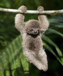 10 Fun Facts About Sloths Rainforest Animals Cute Baby Sloths Sloth Facts
