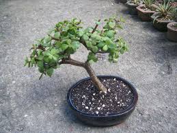 South of barranquitas and comerio; Venta De Bonsai Pre Bonsai Tiestos Hypertufa Venta De Bonsai Tiestos Y Herramientas En El Area De Carolina Puerto Rico Regala Un Bonsai Tiestos De Hypertufay Venta Al Por Mayor Bonsai For