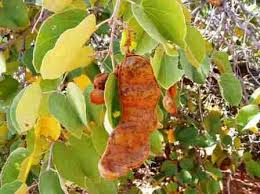 Image result for Zanha golungensis