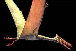 Maybe you would like to learn more about one of these? Pterodactyl Pteranodon Other Flying Dinosaurs Live Science