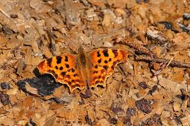 Image result for Polygonia c-album