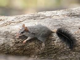 Image result for Phacelurus