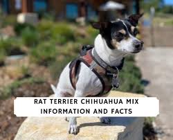 In fact, i'm so happy with this terrier's role in our lives that i'm considering trying to nailing down his pedigree. Rat Terrier Chihuahua Mix Information And Facts 2021 We Love Doodles
