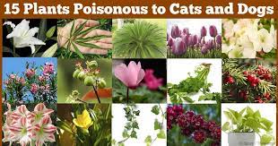 For this reason, it's always a good idea to discourage them from chewing on or ingesting any vegetation, especially the following plants. Goleta Airport Pet Hospital Goleta Ca Poisonous Plants
