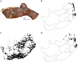Image result for Schlechterina mitostemmatoides