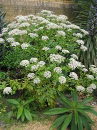 Image result for Melanospermum foliosum