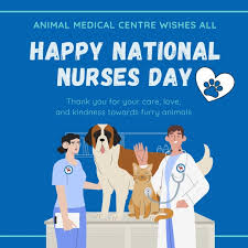 Animal medical center is located in kuala lumpur. Animal Medical Centre Kl Malaysia Home Facebook