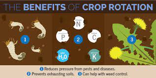 Benefits of crop rotation were noticed as early as in 6,000 bc by ancient egyptians and were successfully used another minus is the erosion issue because tilled (cultivated) crops are likely to cause it. Crop Rotation Benefits In Pests Control
