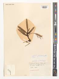 Image result for Cyrtorchis brownii