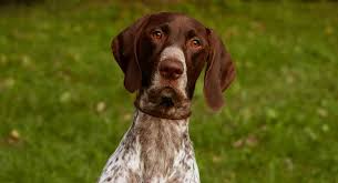 The german longhaired pointer puppy is typically intelligent and easily trainable. German Shorthaired Pointer Names You And Your Dog Will Love