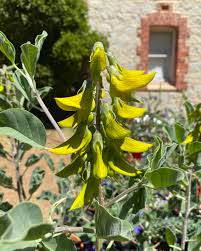 Image result for Crotalaria quarrei
