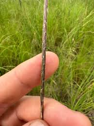 Image result for Elionurus