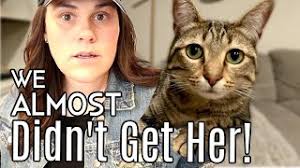 Our Cat's Story { Happy 3rd Birthday Luna😺} Leo's Loo Too Automatic Litter  Box