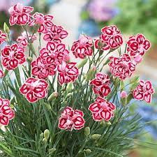 Dianthus Barbatus Perennial Mounding And Container Plant How To Grow Wildflower Seeds Flowers Spring Plants