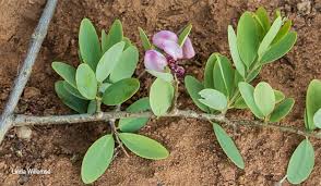 Image result for Securidaca longepedunculata