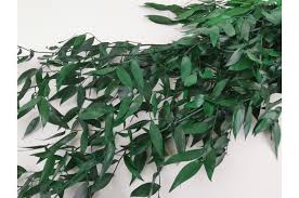 Maybe you would like to learn more about one of these? Preserved Italian Ruscus Light Green Bulk Sale Phocealys Wholesale Supplier Professionals