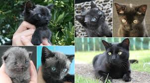 2 young cats for sale 1 is mom 2nd and 3rd photos she's loving and cuddly and loves food lol she's 2 years old 2 females for sale very friendly, playful and cuddly litter trained come with deworming raised with children he is now in good health. Amazing Color Changing Kittens What Is Fever Coat Meowingtons