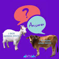 Haiwan aqiqah seperti lembu, kerbau dan unta boleh dikongsi sehingga 7 bahagian. Akikah Anak Lelaki Berapa Bahagian Lembu