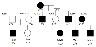 Teacherspayteachers.com has been visited by 10k+ users in the past month How Do You Know If A Pedigree Is Autosomal Dominant