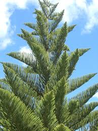 Image result for Araucariaceae