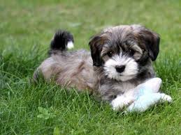 Chiot Bichon Havanais Hundar Djur