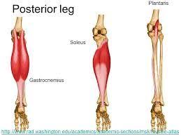 Third series with a catalogue of the principal muscular variations. The Gastrocnemius Soleus And Plantaris Are All Involved With Plantar Flexion Of The Foot And Make Up The Pos Compartments Of The Leg Muscular System Muscular