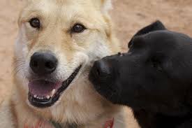 Check spelling or type a new query. Dog Socialization Tips Checklist Best Friends Animal Society