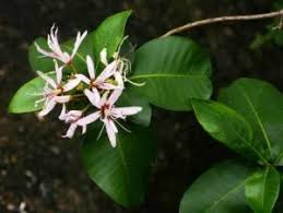 Image result for Kotschya strobilantha