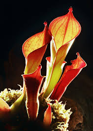 Read on to discover the best carnivorous plants for a terrarium. Don T Kill Them The Best Carnivorous Plants For A Terrarium The Carnivore Girl