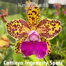 Image result for Orthanthera