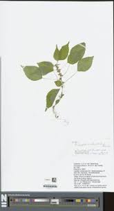 Image result for Acalypha brachystachya