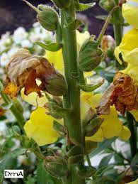 Can you believe these enormous snapdragons (antirrhinum majus, annual)? How To Deadhead Snapdragons In And Around The Garden