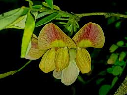 Image result for Ormocarpum trichocarpum