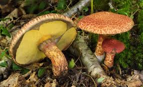 Image result for Suillus wasatchicus