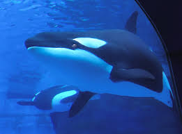 シャチ 目 の 位置