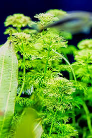 Image result for Ceratophyllum submersum